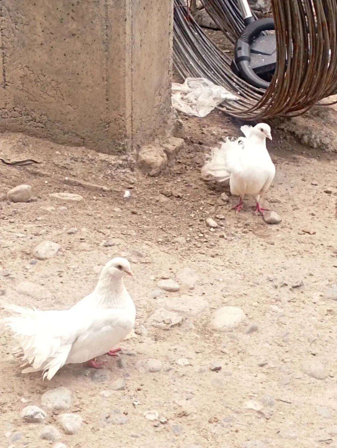 کبوتر دم چتری|پرنده|گرگان, |دیوار