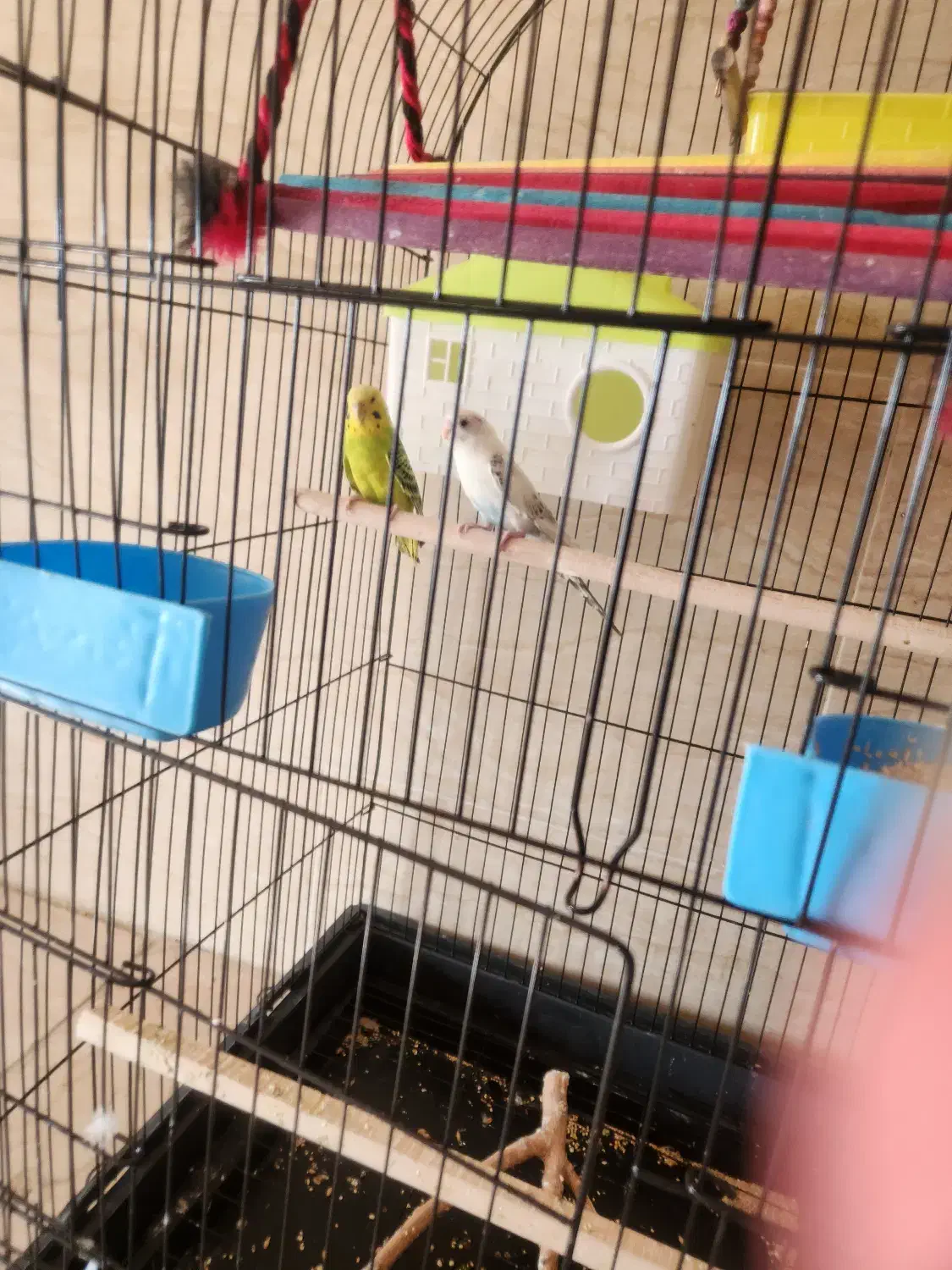 مرغ عشق و فنچ|پرنده|هشتگرد, هشتگرد قدیم|دیوار