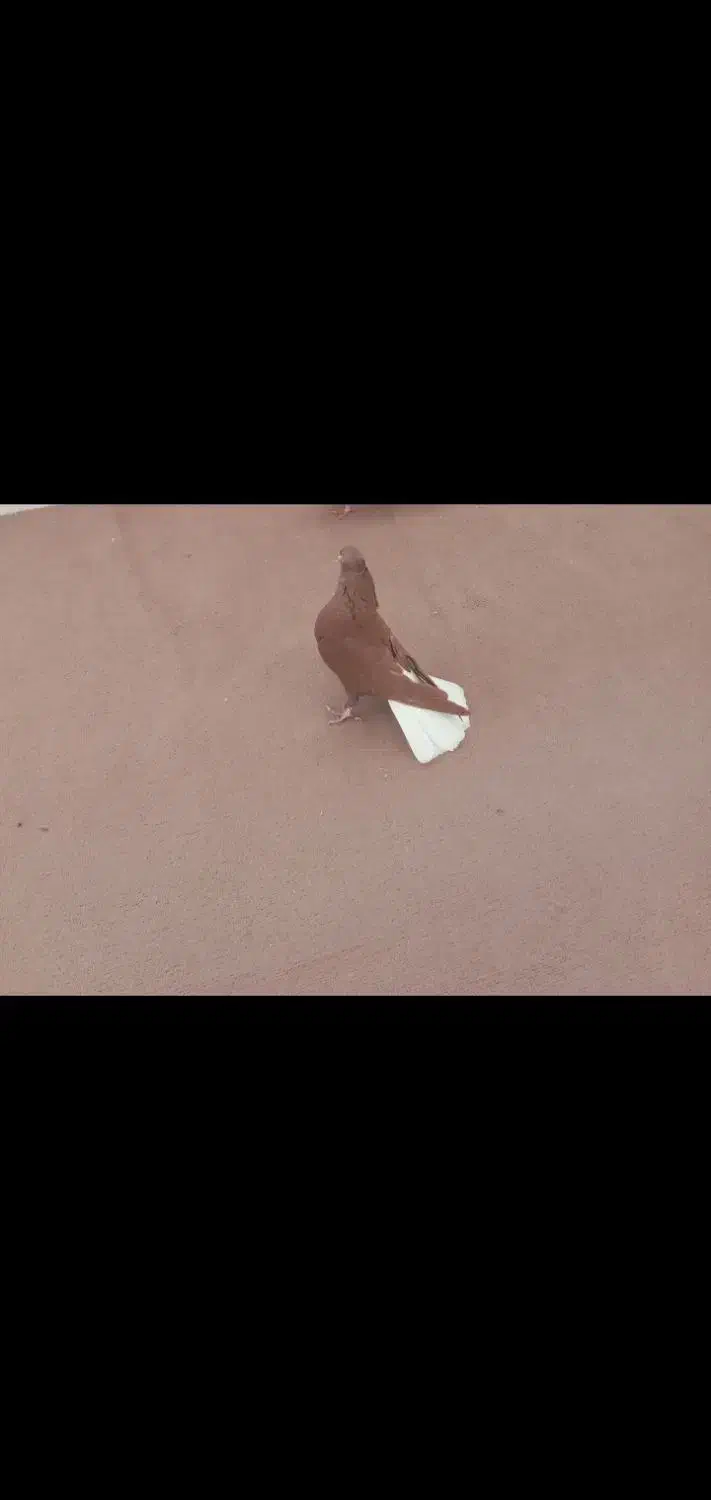 کبوتر دمسفید جفت کاکلی|پرنده|میلاجرد, |دیوار