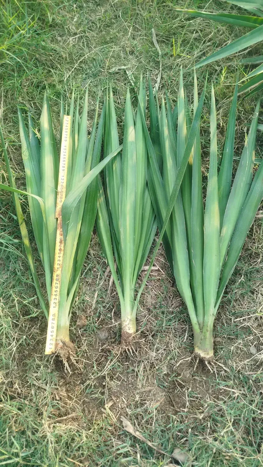 یوکا سر|گل و گیاه طبیعی|بابل, |دیوار