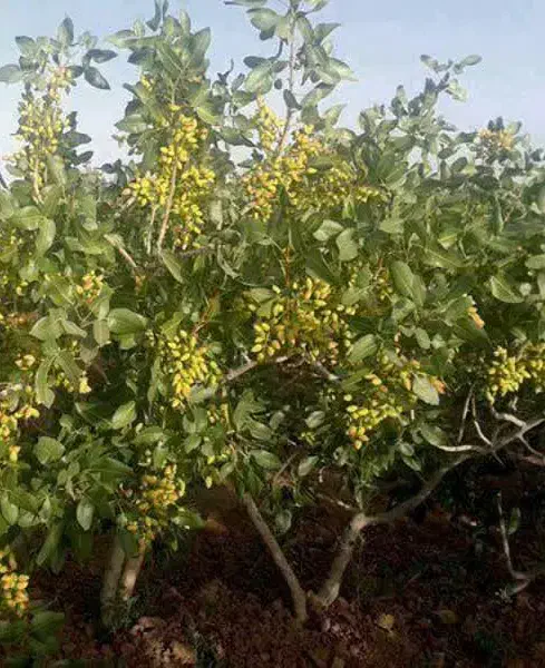 تولید و فروش پایه ممتاز|خدمات باغبانی و درختکاری|شاهین دژ, |دیوار