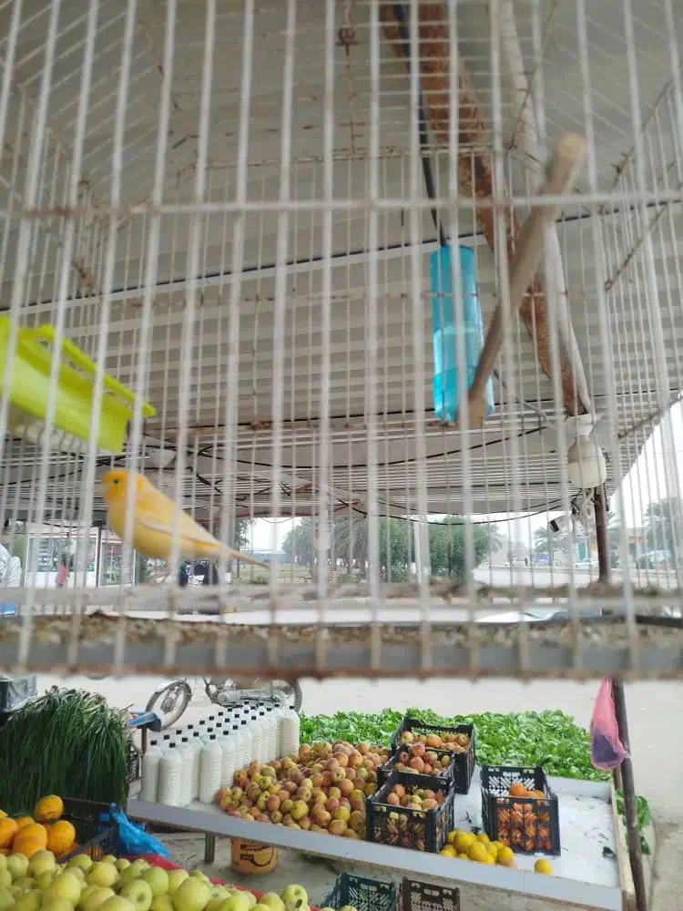 قناری مست|پرنده|سوسنگرد, |دیوار