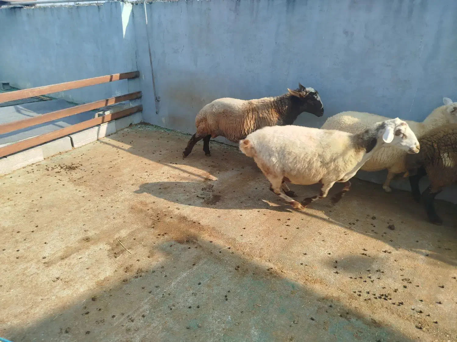 گوسفند . ۶ عدد|حیوانات مزرعه|هادی شهر, |دیوار