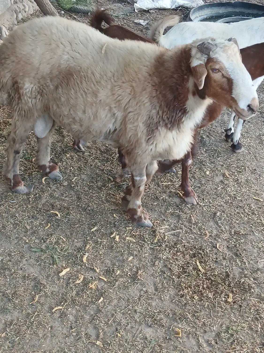 بره نره|حیوانات مزرعه|شمیل, |دیوار