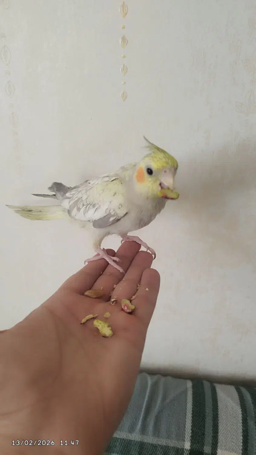 عروس هلندی|پرنده|مشهد, رضاییه|دیوار