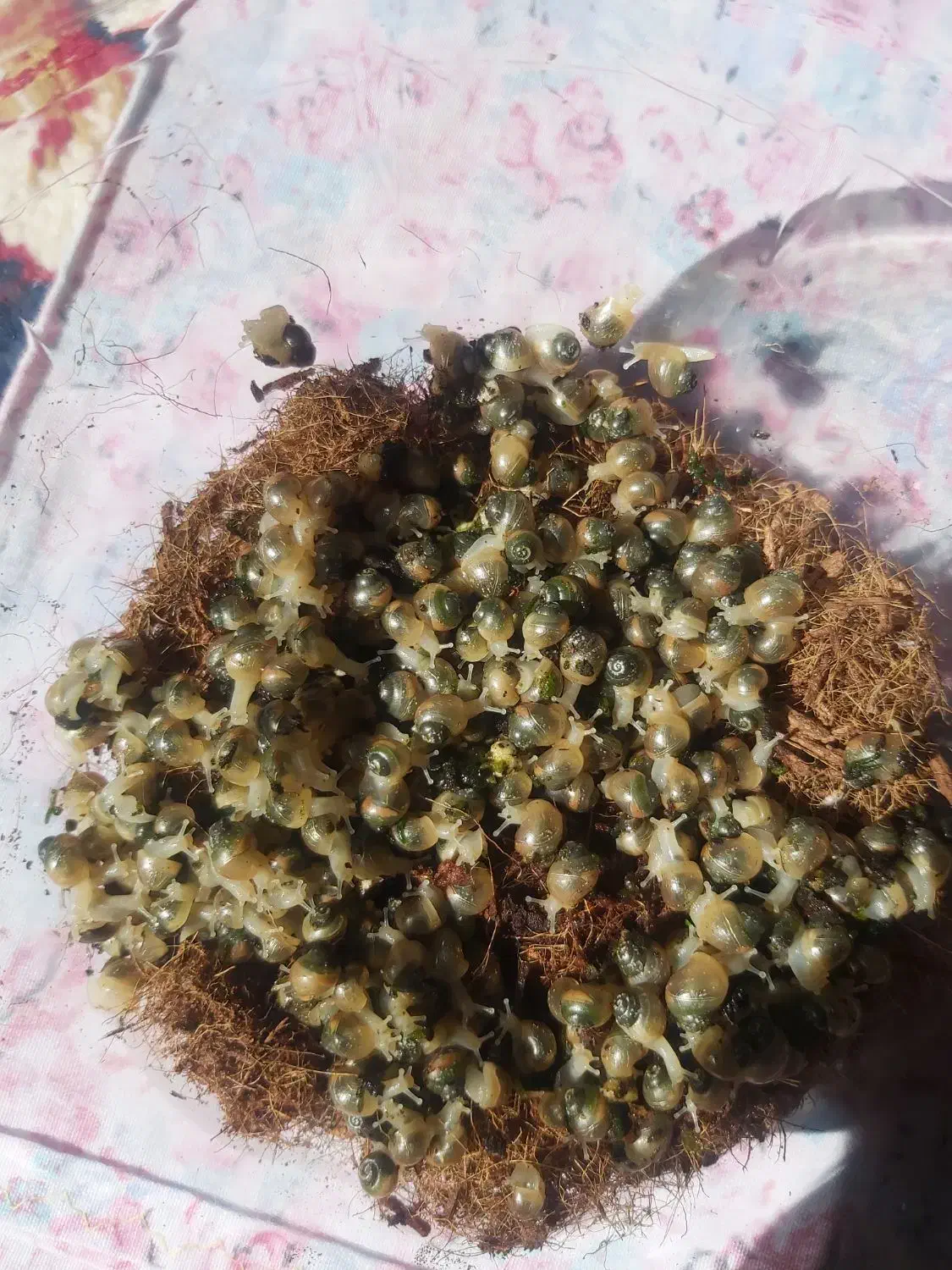 حلزون|خزنده|کرمان, |دیوار