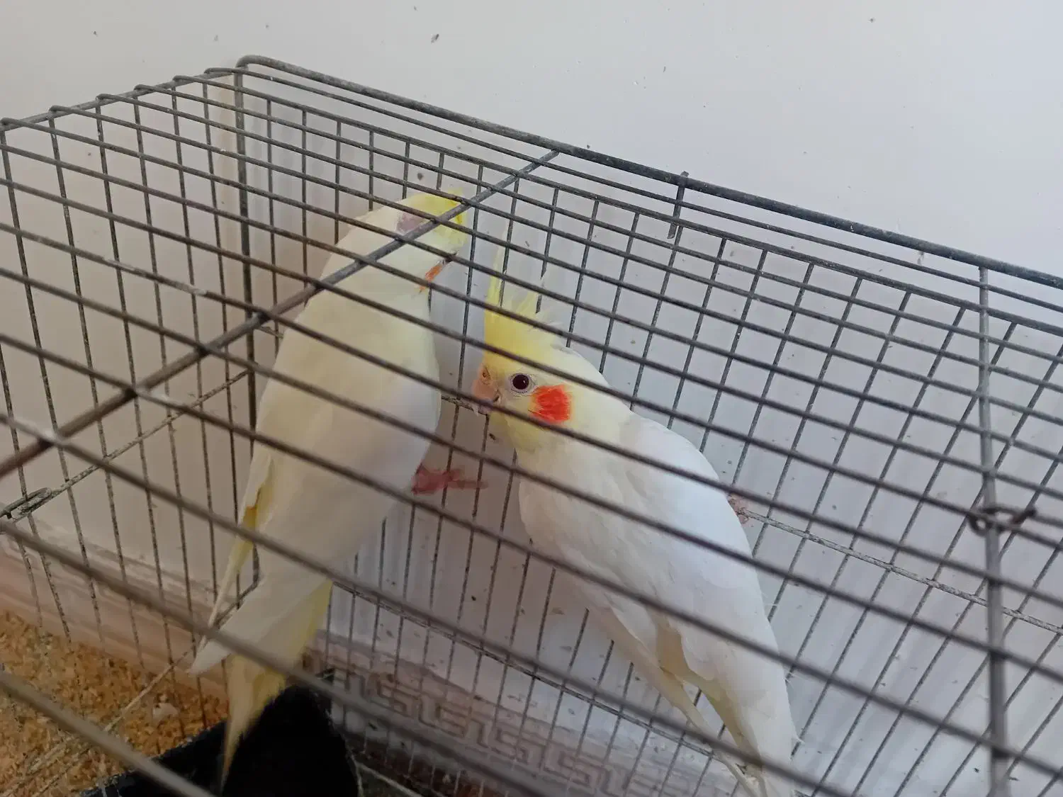 جوجه عروس هلندی تقریبا ۳ ماهه|پرنده|زنجان, |دیوار