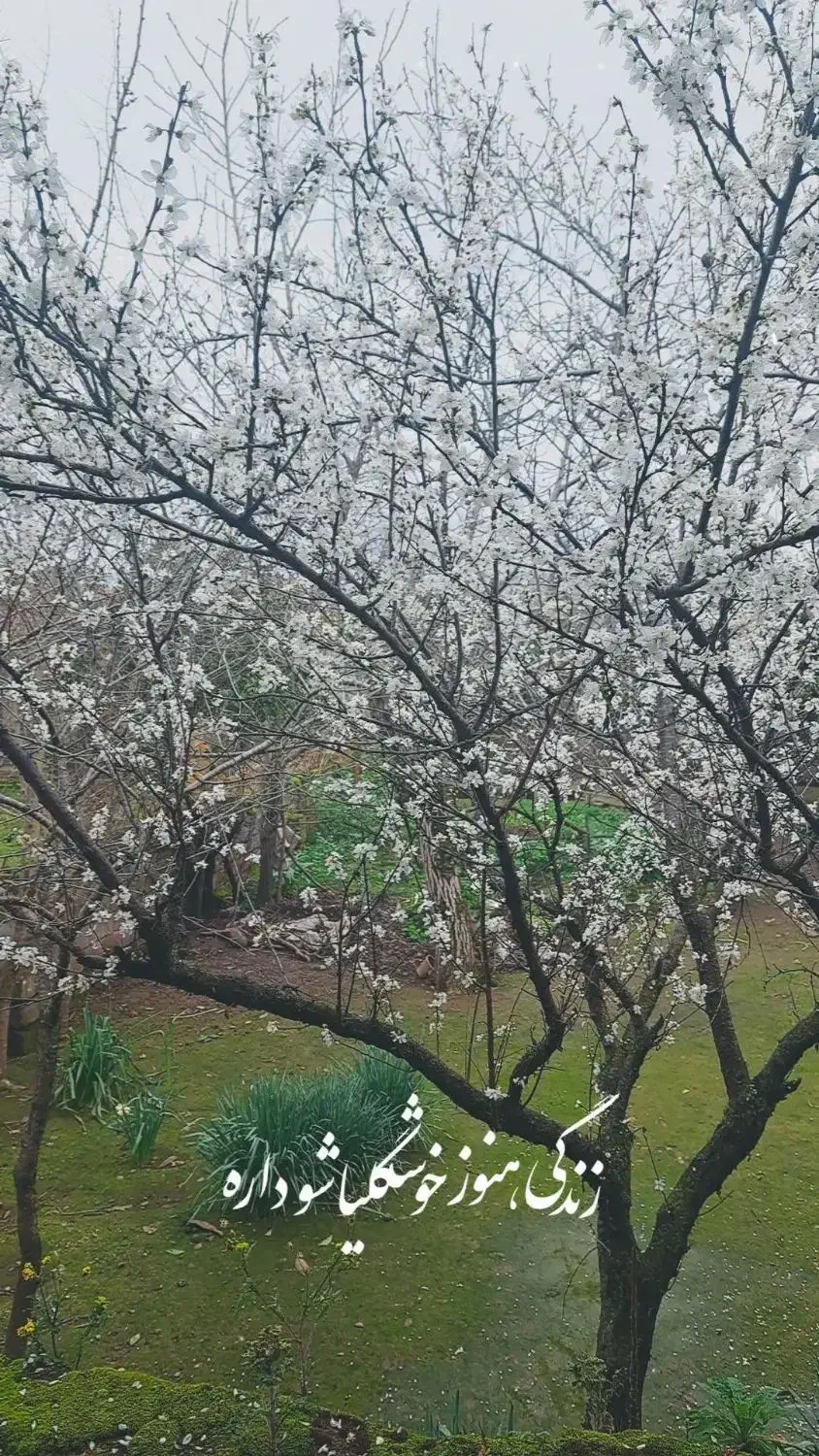 زمین با متراژ ۴۰۰ متر لب آسفالت۱۴ متر برو سندسند|فروش زمین و ملک کلنگی|شاندرمن, |دیوار