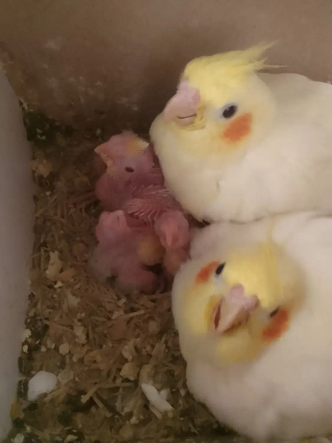 جوجه عروس  لوتینو|پرنده|مشهد, نیزه|دیوار