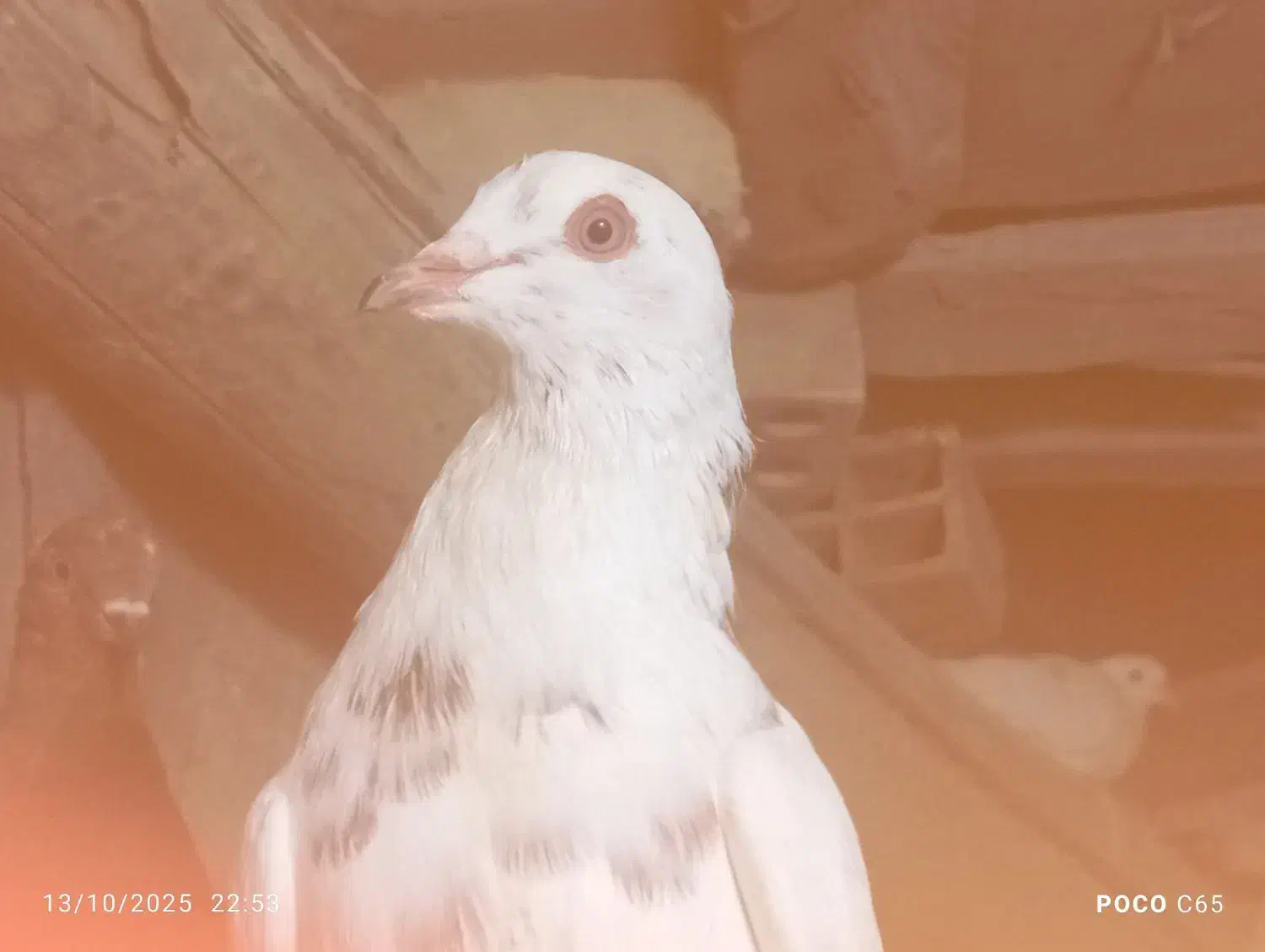 تعدادی کبوتر در سیرجان|پرنده|شهر بابک, |دیوار