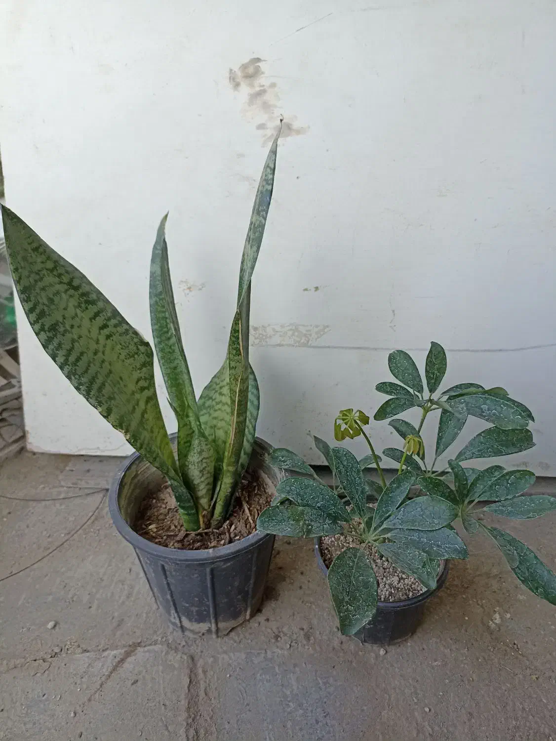 گل‌های آپارتمانی|گل و گیاه طبیعی|کنارک, |دیوار