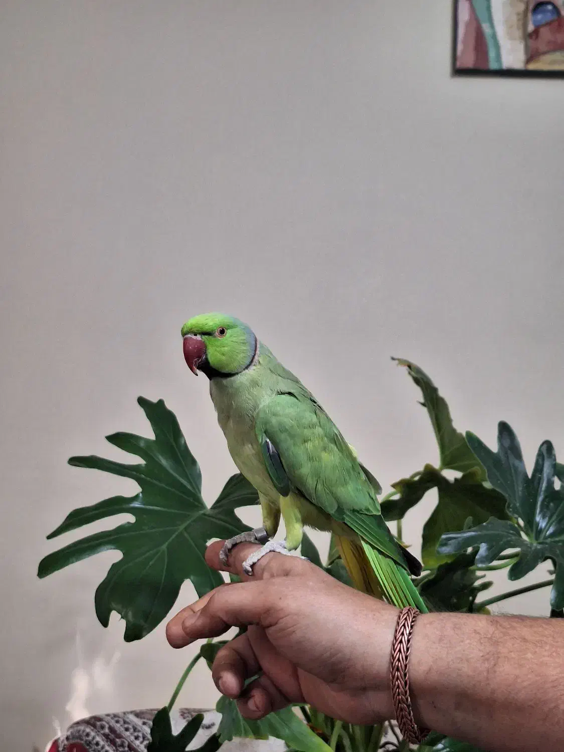 طوطی ملنگو نر|پرنده|کرمان, |دیوار