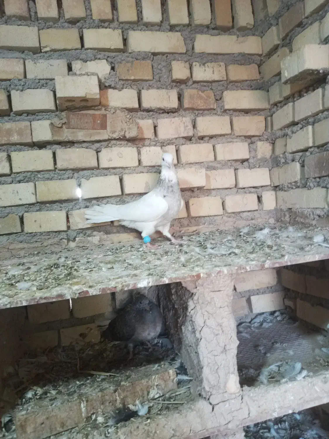 کبوتر|پرنده|اهواز, دغاغله|دیوار