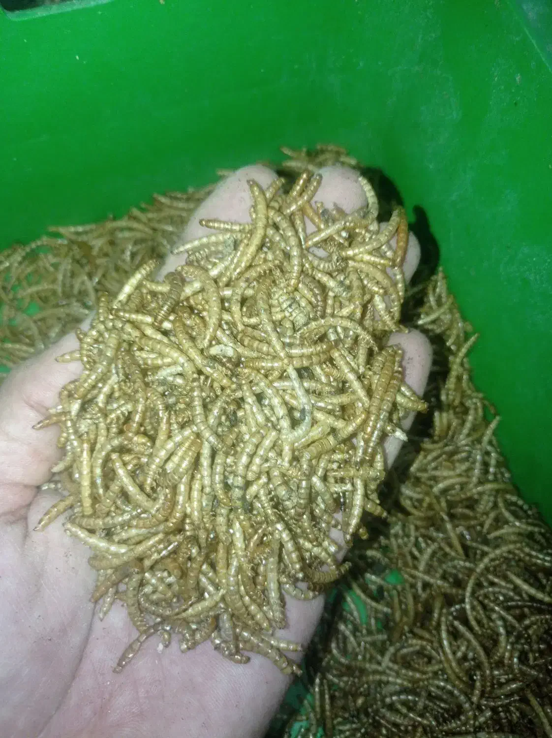 لارو میلورم خشک و زنده|حیوانات مزرعه|اصفهان, سرچشمه|دیوار