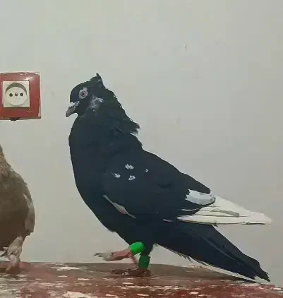 سبزآلمانی|پرنده|چناران, |دیوار