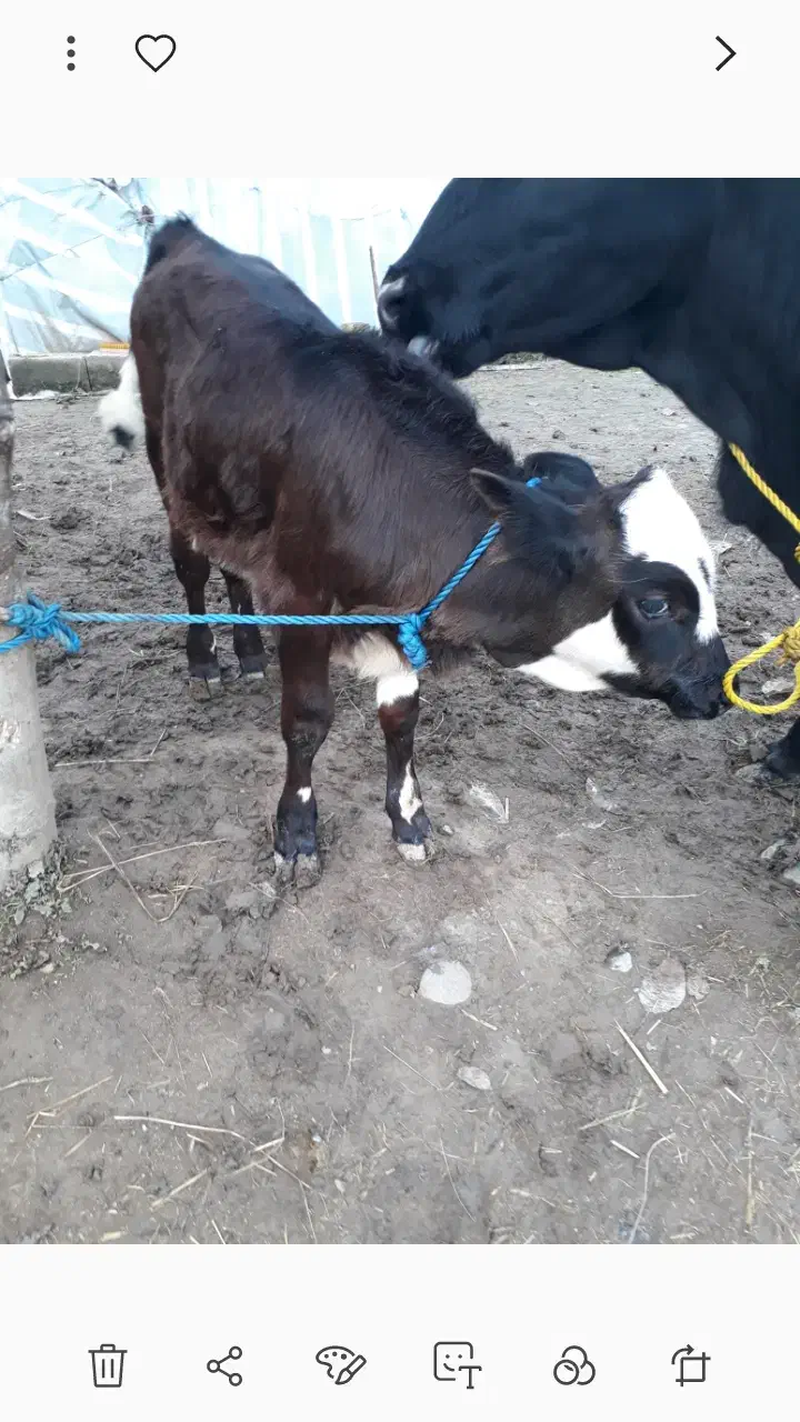 گاو تالشی فقیر با گوساله امپولی سیمنتال نر|حیوانات مزرعه|رشت, یخسازی|دیوار