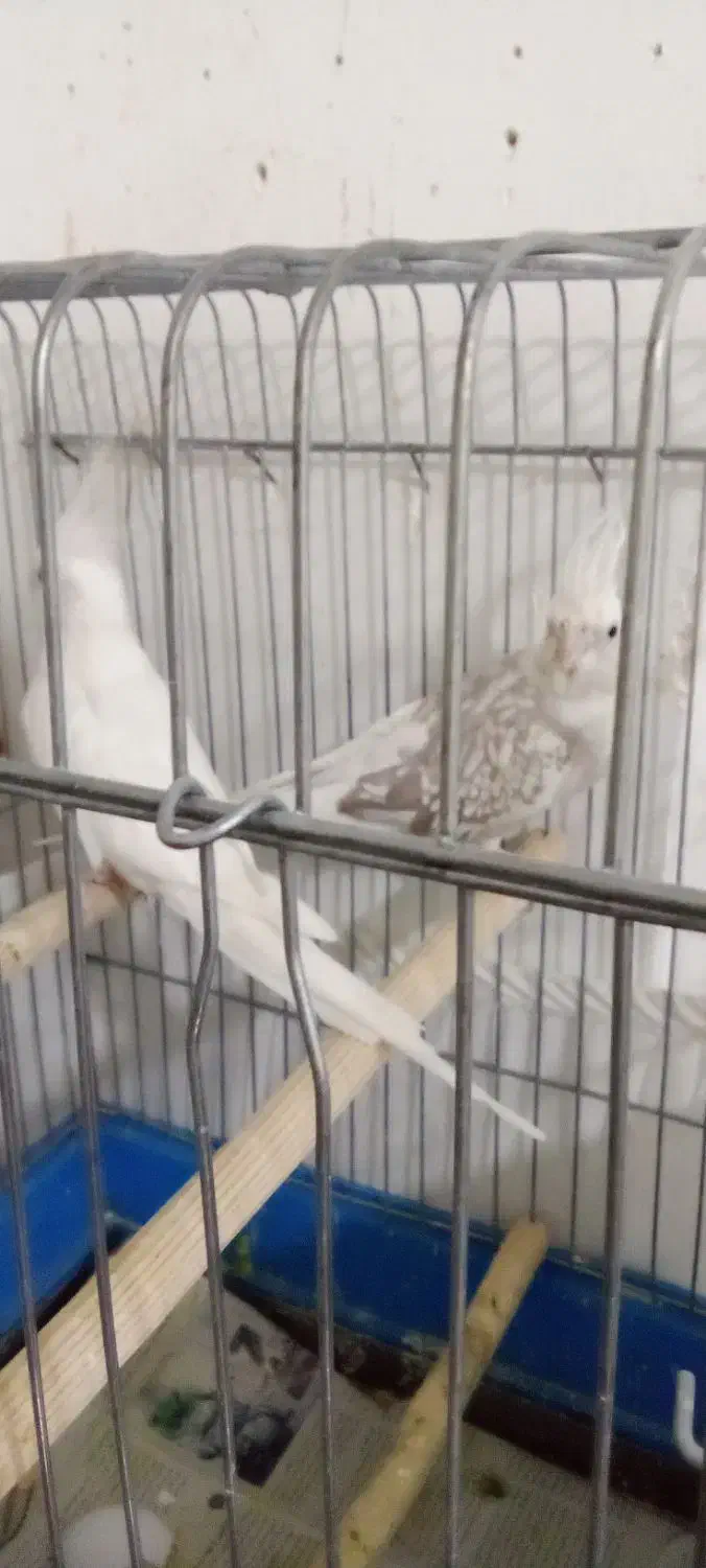 عروس هلندی|پرنده|نسیمشهر, |دیوار