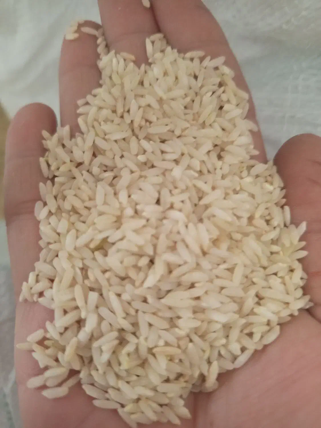 ۲۴من برنج چمپا به فروش میرسد|خوردنی و آشامیدنی|رودشت (چهارمحال و بختیاری), |دیوار