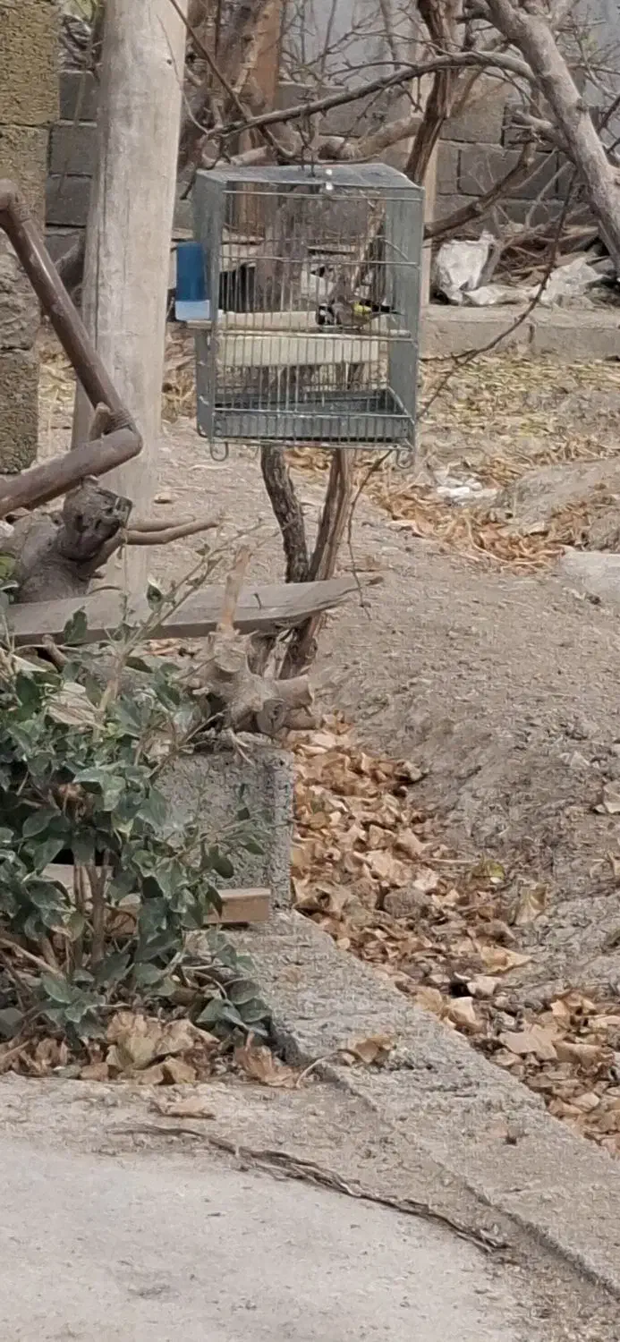 سهره|پرنده|شهریار, اسکمان|دیوار