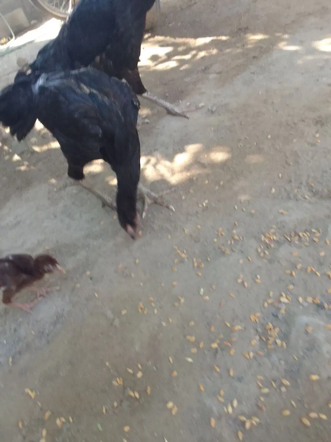 مرغ مامله با خروس|حیوانات مزرعه|بند زرک, |دیوار