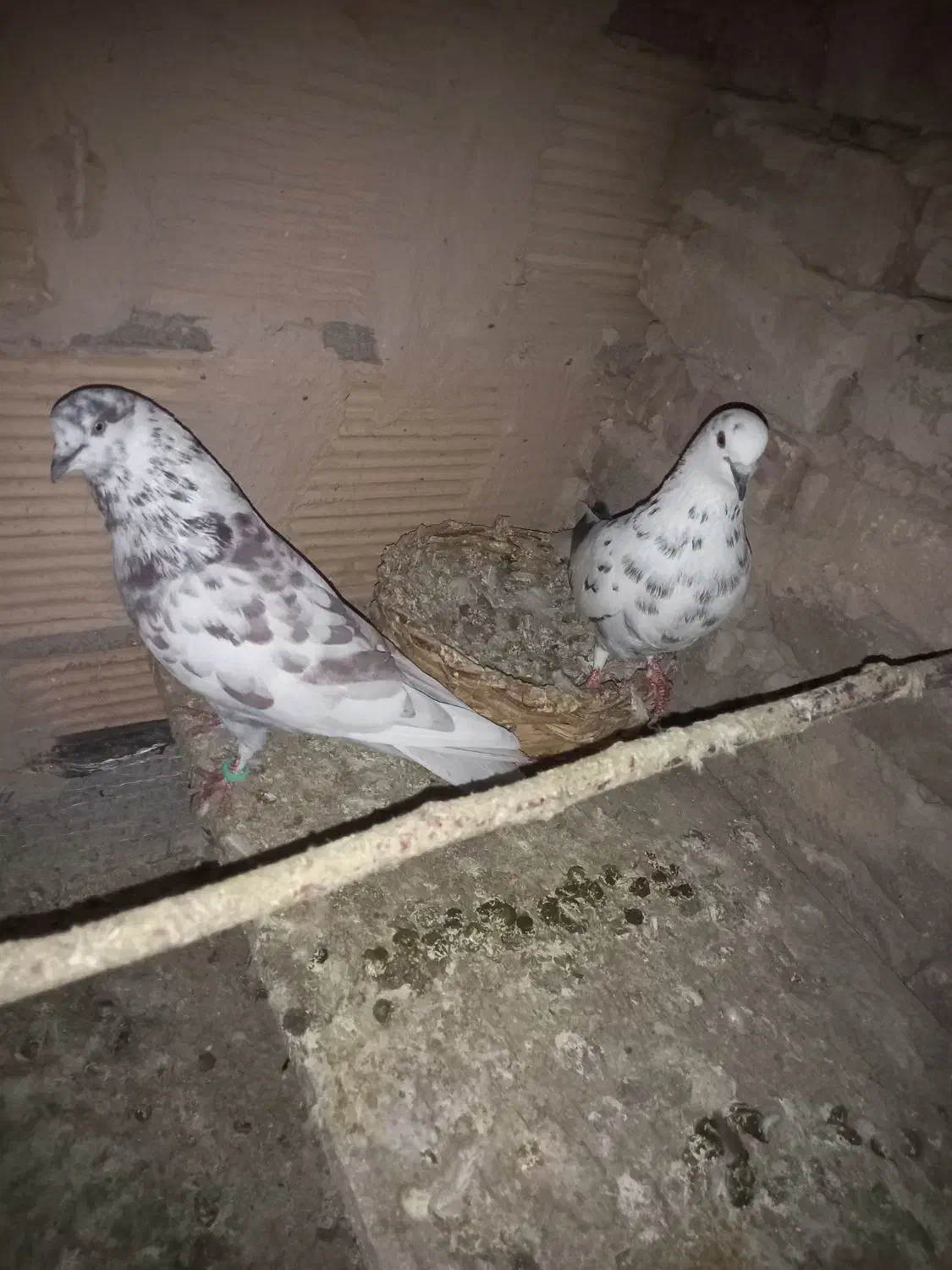 کبوتر پرشی|پرنده|پاکدشت, پاکدشت (مامازند)|دیوار