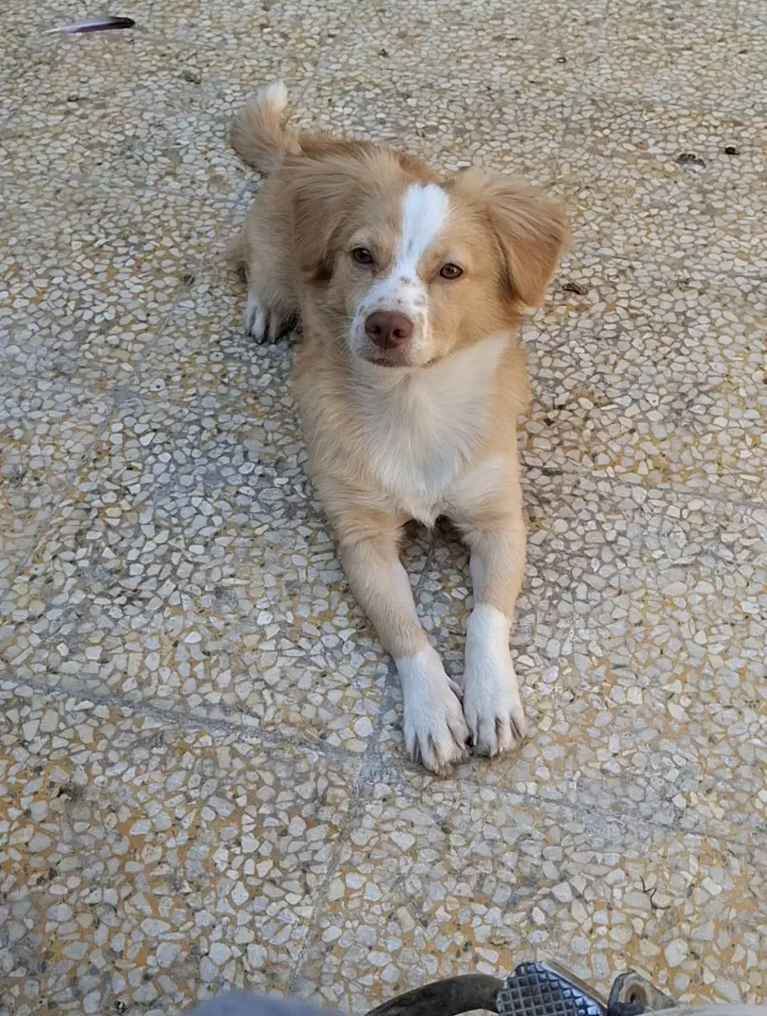 سگ  اشپیتز  روباهی|سگ|بندر گناوه, |دیوار