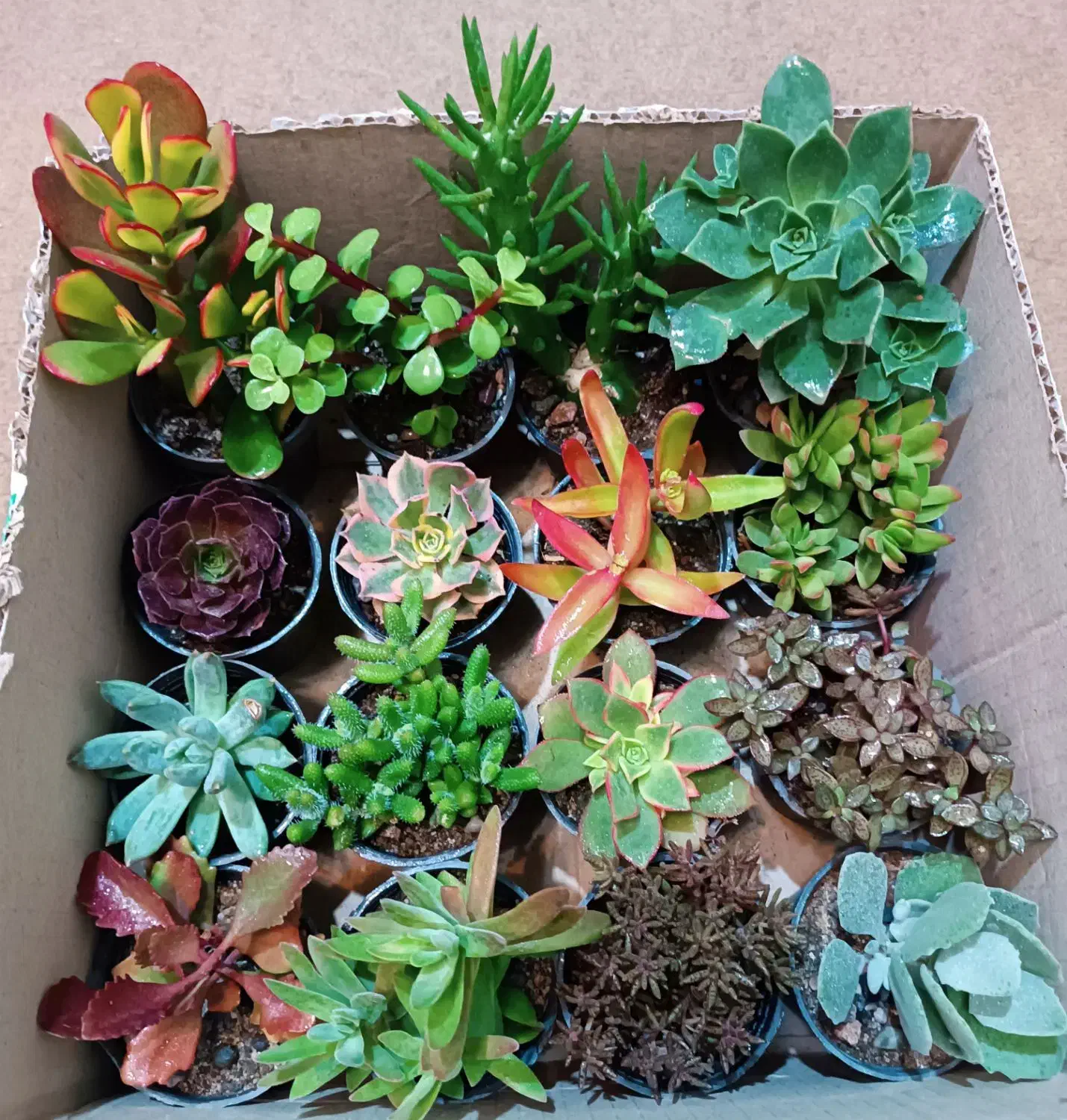 کاکتوس خوشرنگ|گل و گیاه طبیعی|تبریز, |دیوار