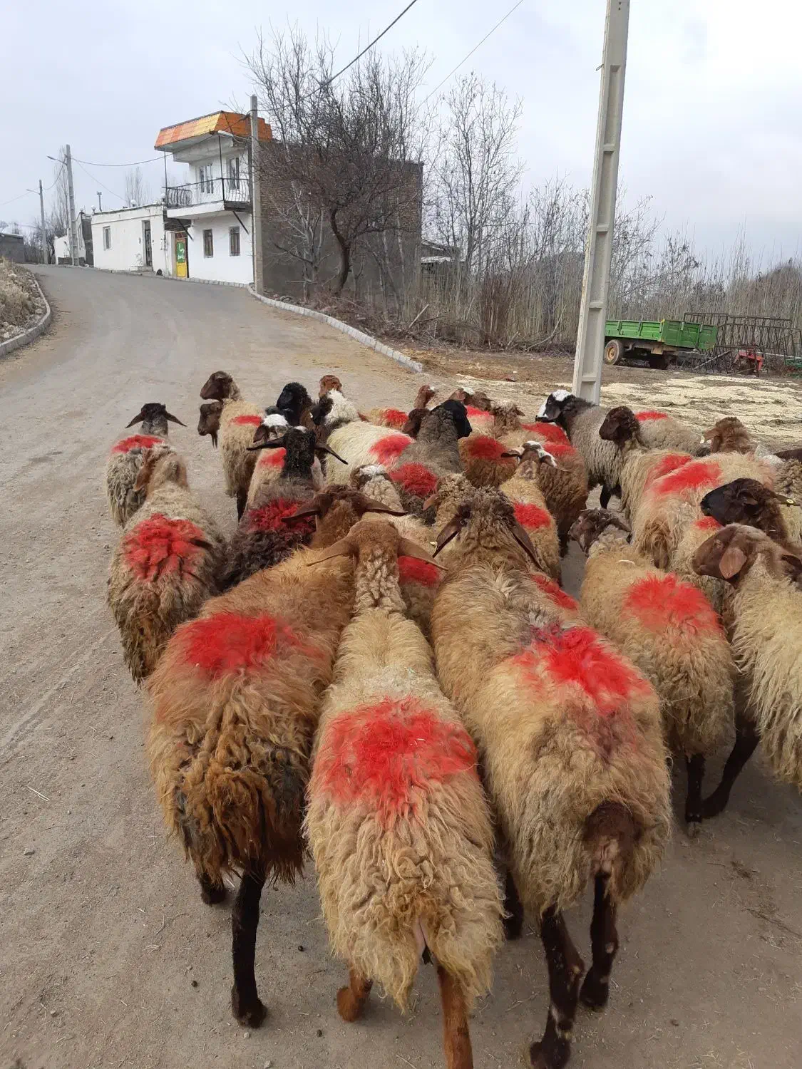 ۲۰راس گوسفندداشتی یکی بره دارمابقی آبستن مایه کردن|حیوانات مزرعه|کنگاور, |دیوار