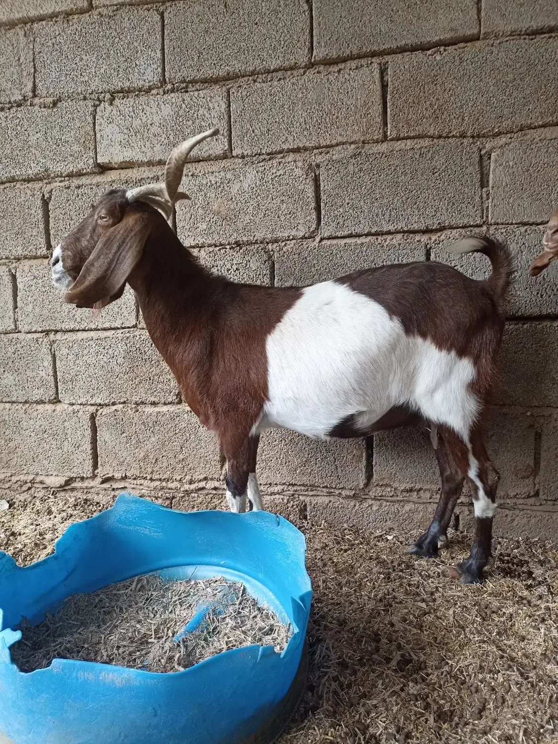 بز نجدی دوقلوزا|حیوانات مزرعه|شادگان, |دیوار