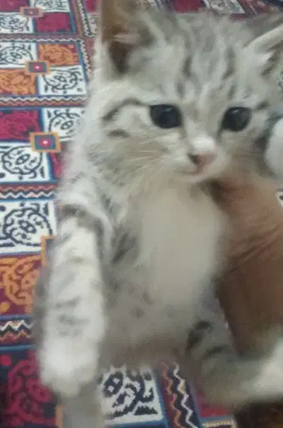 بچه گربه پیدا شده|حیوانات|زابل, |دیوار