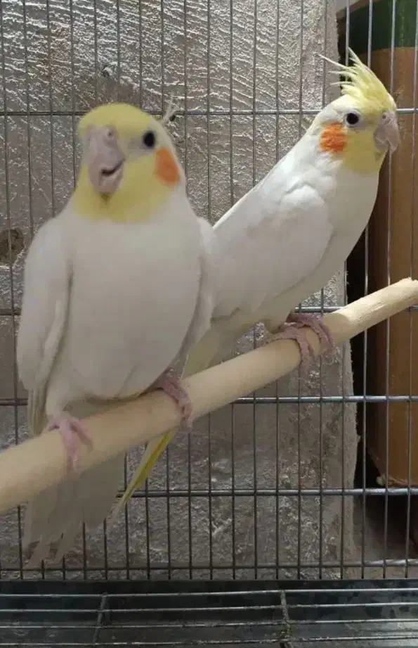 چن عدد عروس هلندی تک نر و ماده بالغ|پرنده|قم, نوبهار|دیوار