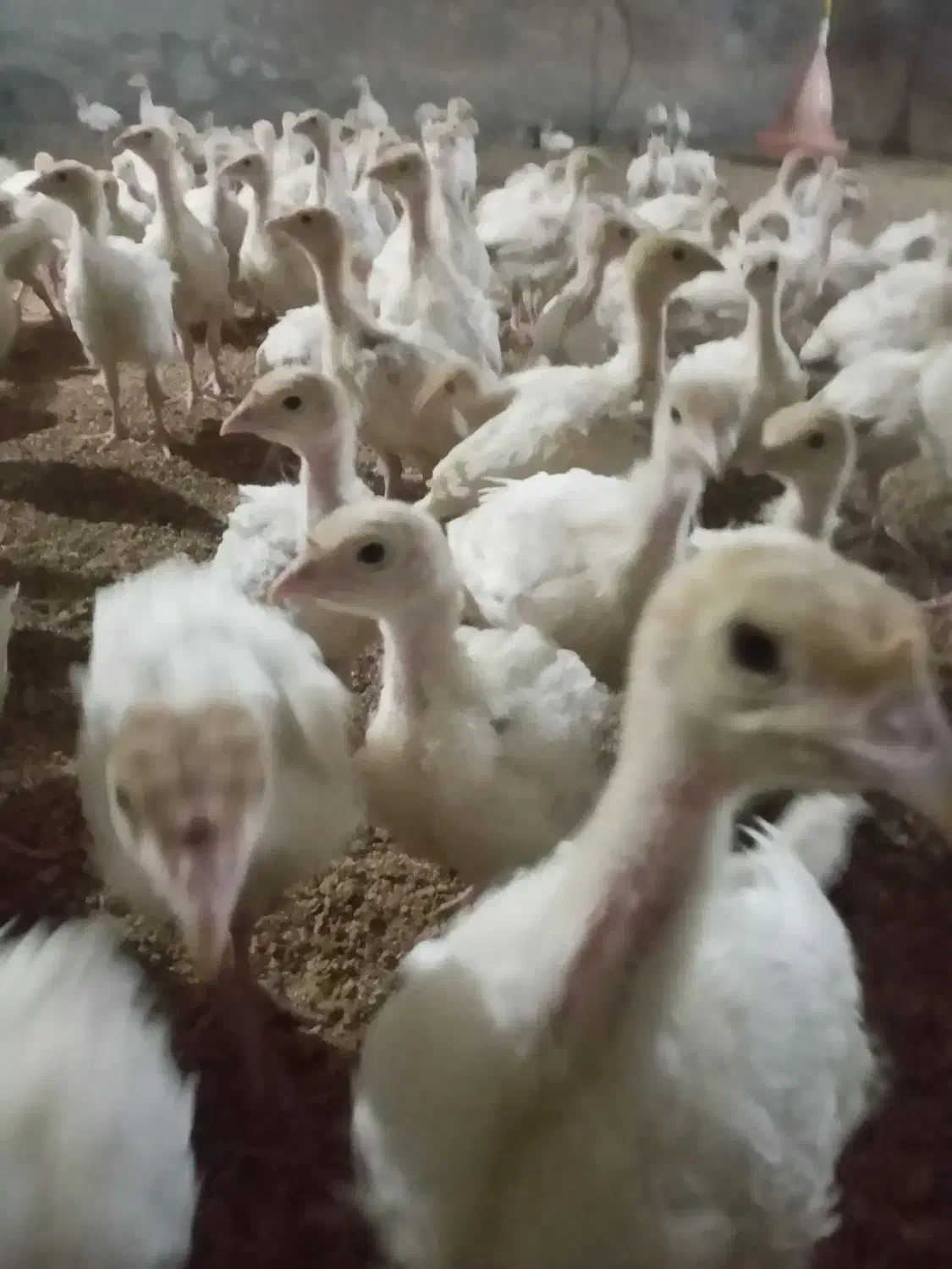 جوجه بوقلمون بیوتی|حیوانات مزرعه|مشگین شهر, |دیوار