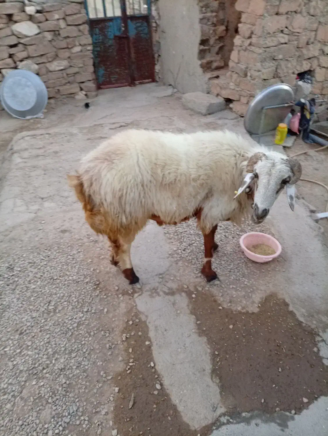 فروش کاوه قوچ دورگ چینی بختیاری به شرط تخمی|حیوانات مزرعه|چاروسا, |دیوار