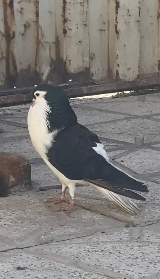 کفتر|پرنده|نیشابور, بنیاد شهید|دیوار