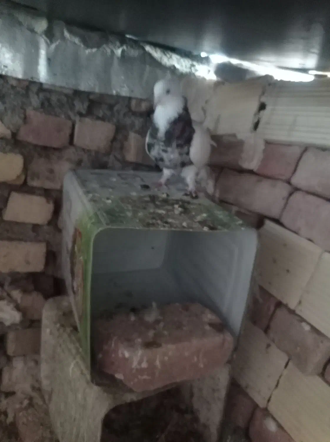 طوق هفت رنگ|پرنده|بیرجند, |دیوار