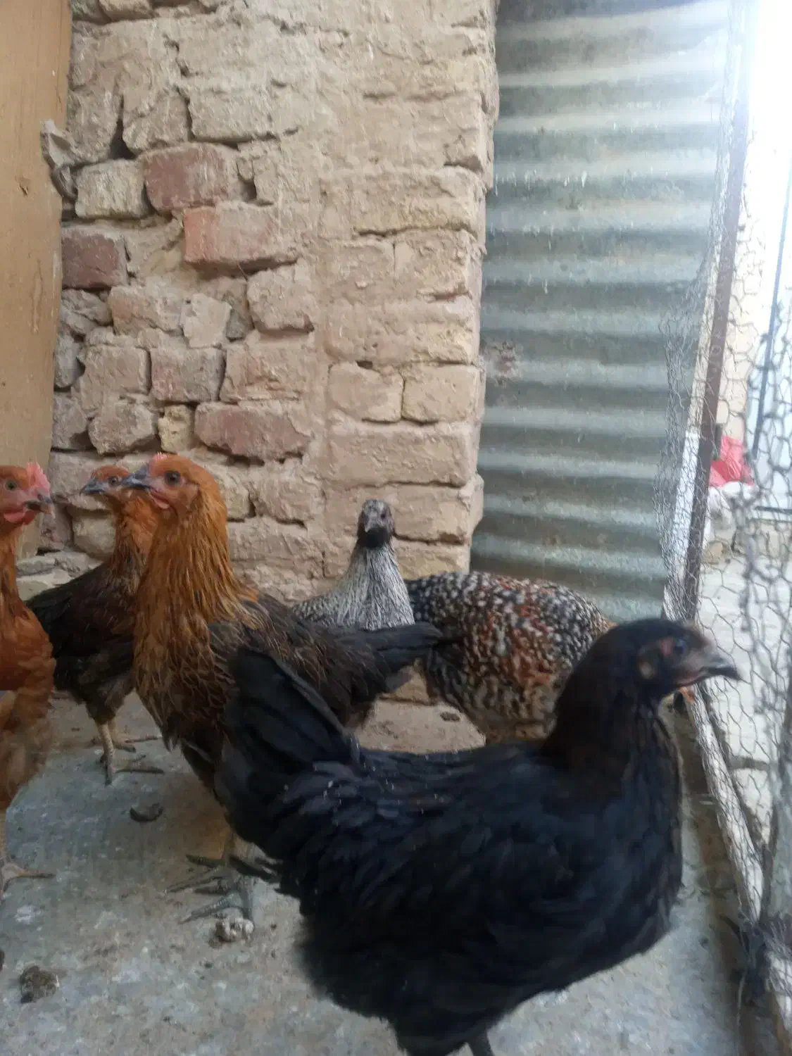 نوچه و جوجه خروس|حیوانات مزرعه|قم, جمکران|دیوار