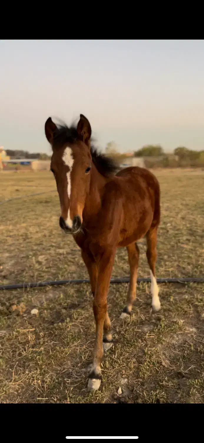 کره عرب یسر ۵ ماهه|اسب و تجهیزات اسب‌سواری|شهریار, اسکمان|دیوار