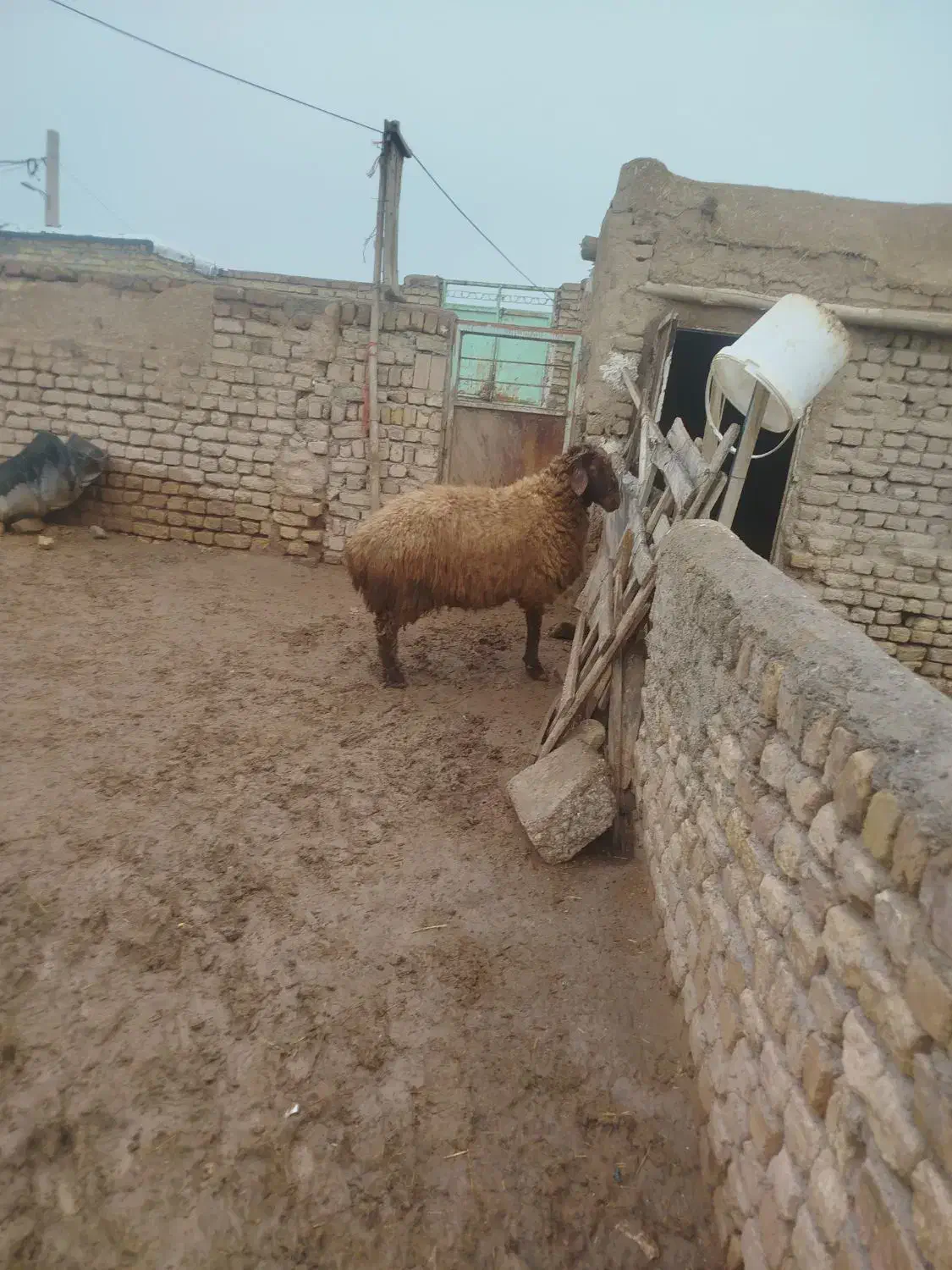 قوچ هترو|حیوانات مزرعه|بشاریات, |دیوار