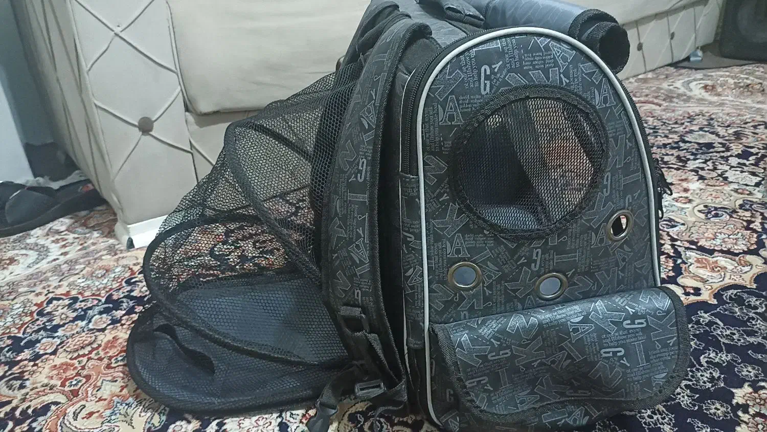 عروس هلندی|پرنده|آستارا, |دیوار