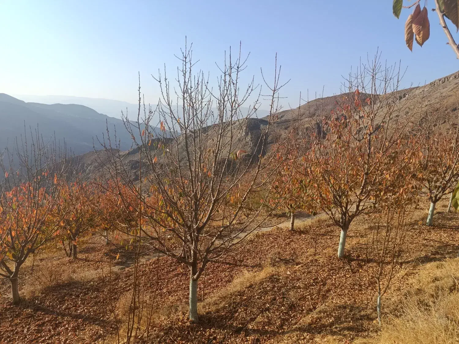 هرس باغات زیر نظر مهندس حسینی|خدمات باغبانی و درختکاری|محمدیه-قزوین, |دیوار