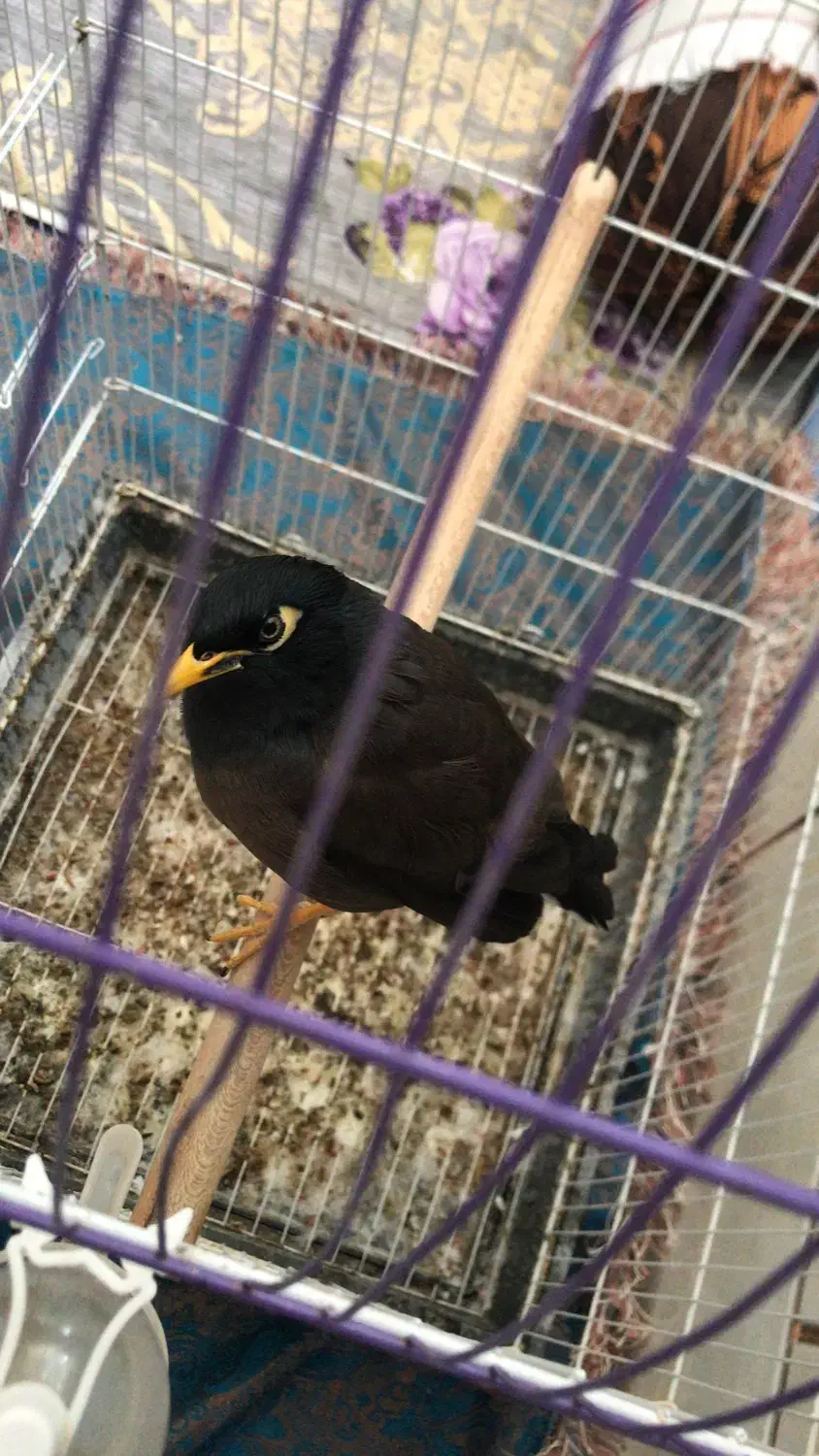 مرغ مینا سخنگو|پرنده|شیراز, آزادی|دیوار