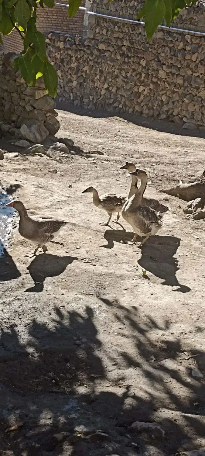 چهار عدد قاز|حیوانات مزرعه|صومای برادوست, |دیوار