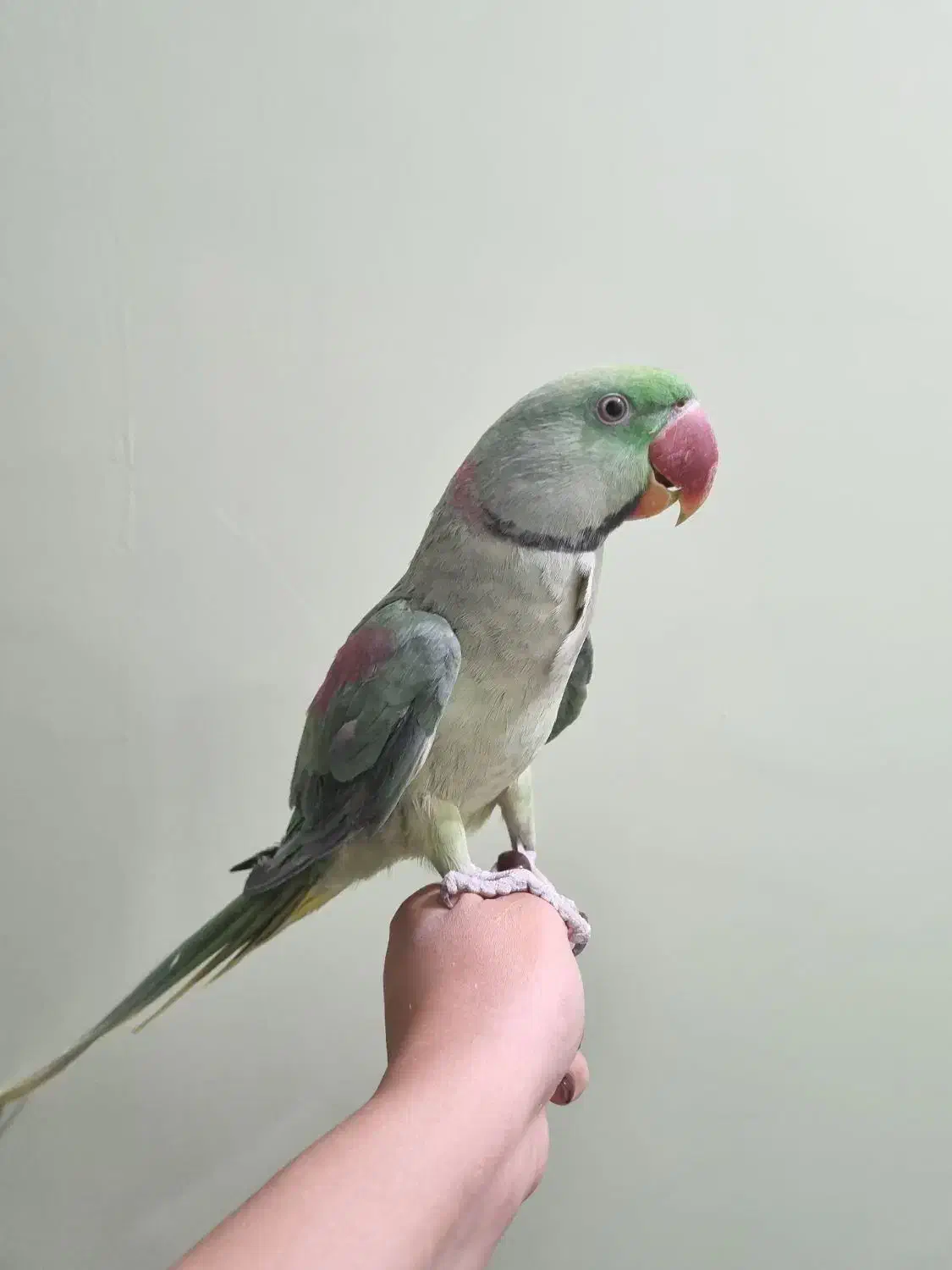 شاه طوطی|پرنده|پاکدشت, پاکدشت (مامازند)|دیوار