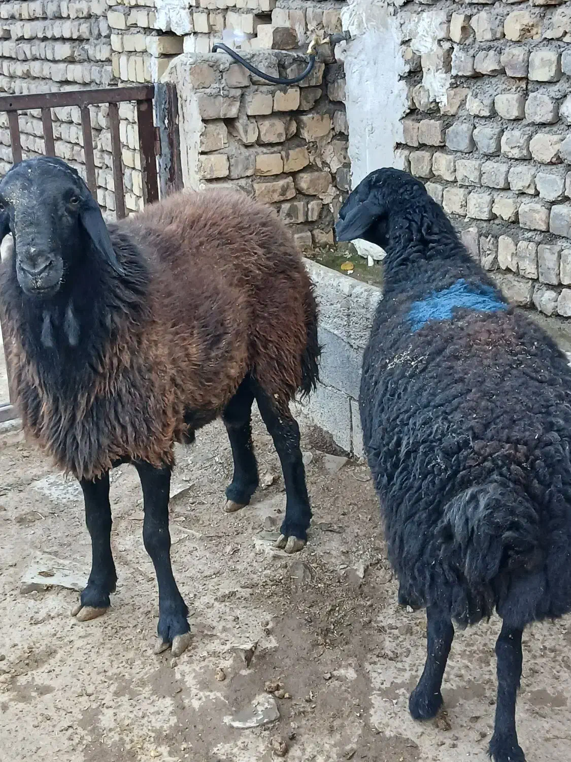 یک راس قوچ و شیشک|حیوانات مزرعه|نوبران, |دیوار