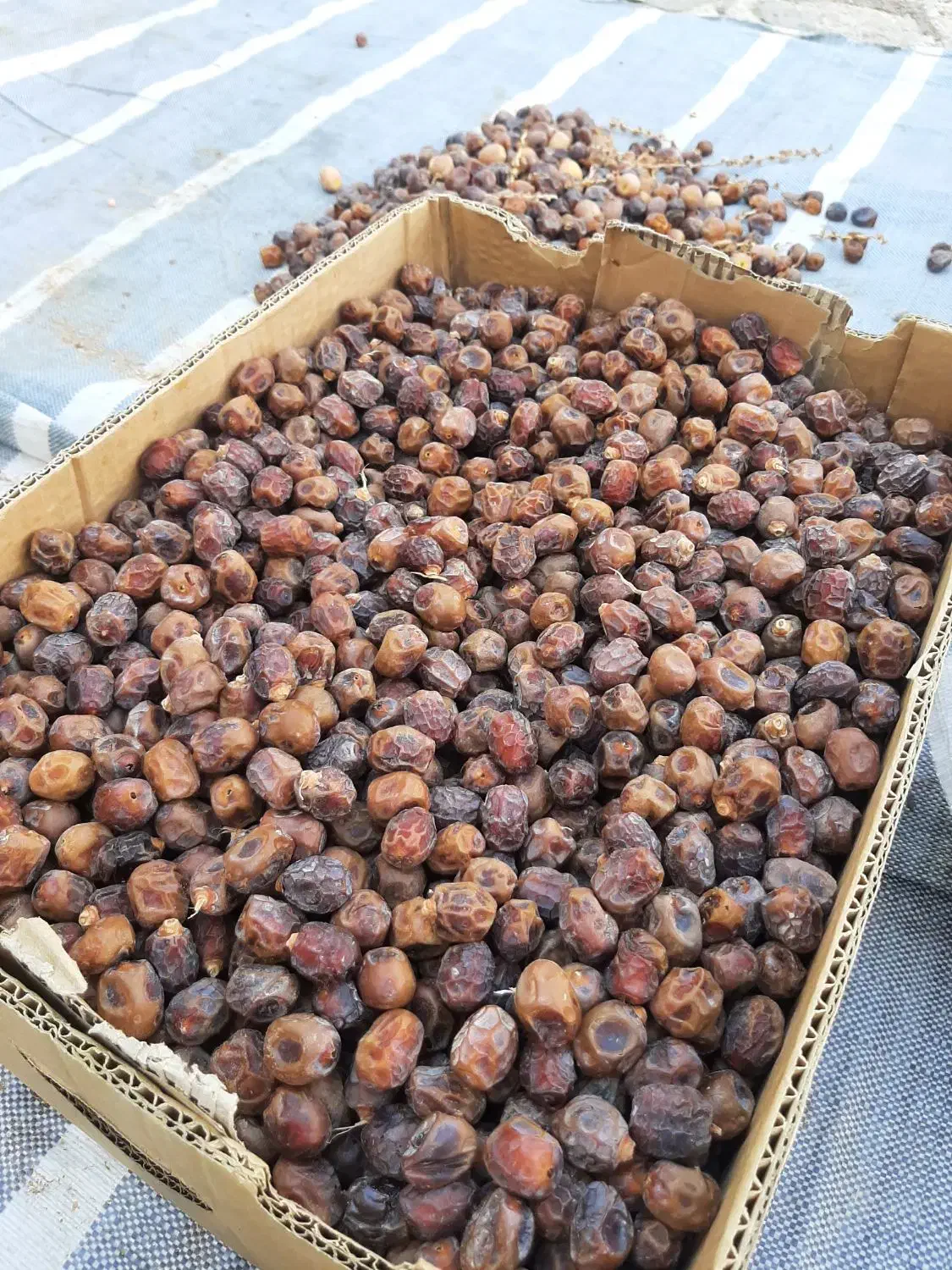 فروش خرمای زرد|خوردنی و آشامیدنی|لار, |دیوار