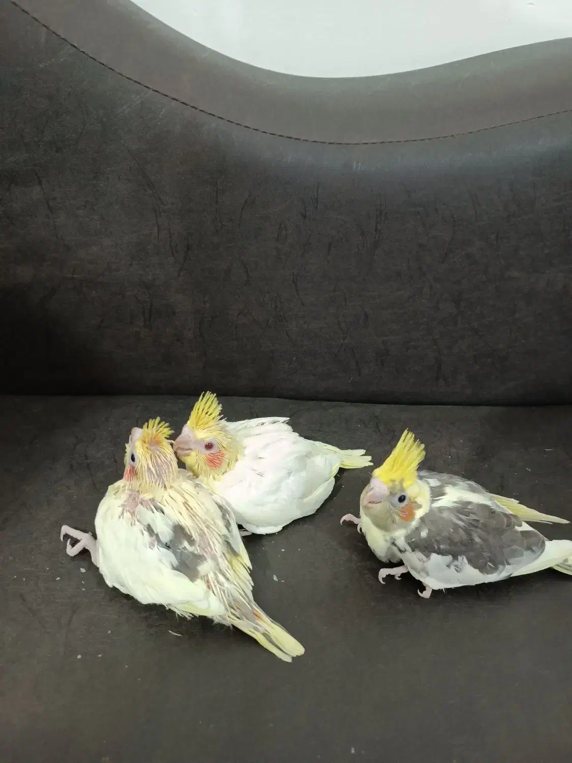 عروس هلندی|پرنده|طبس, |دیوار