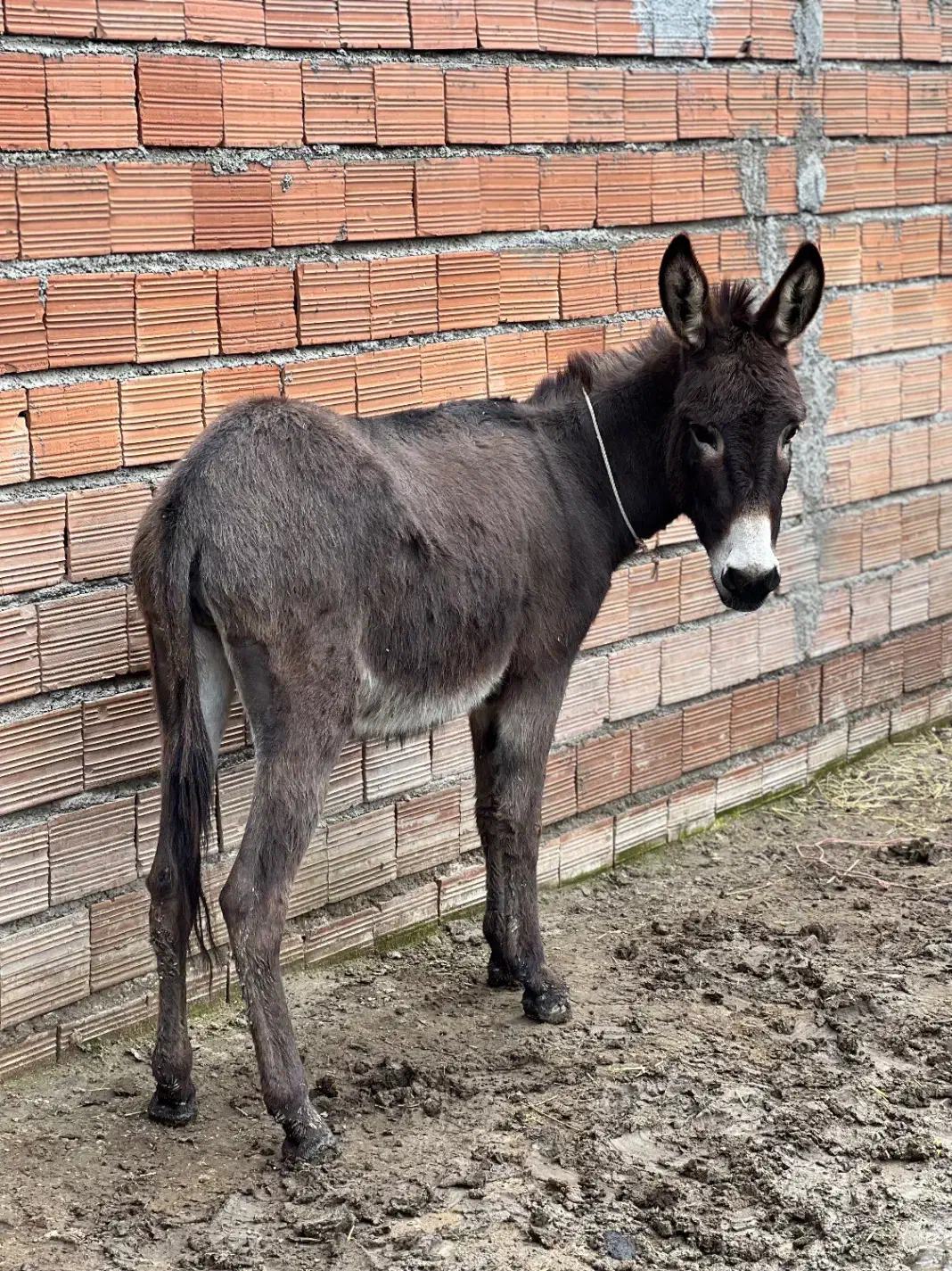 خر گوسفندی|حیوانات مزرعه|آق قلا, |دیوار