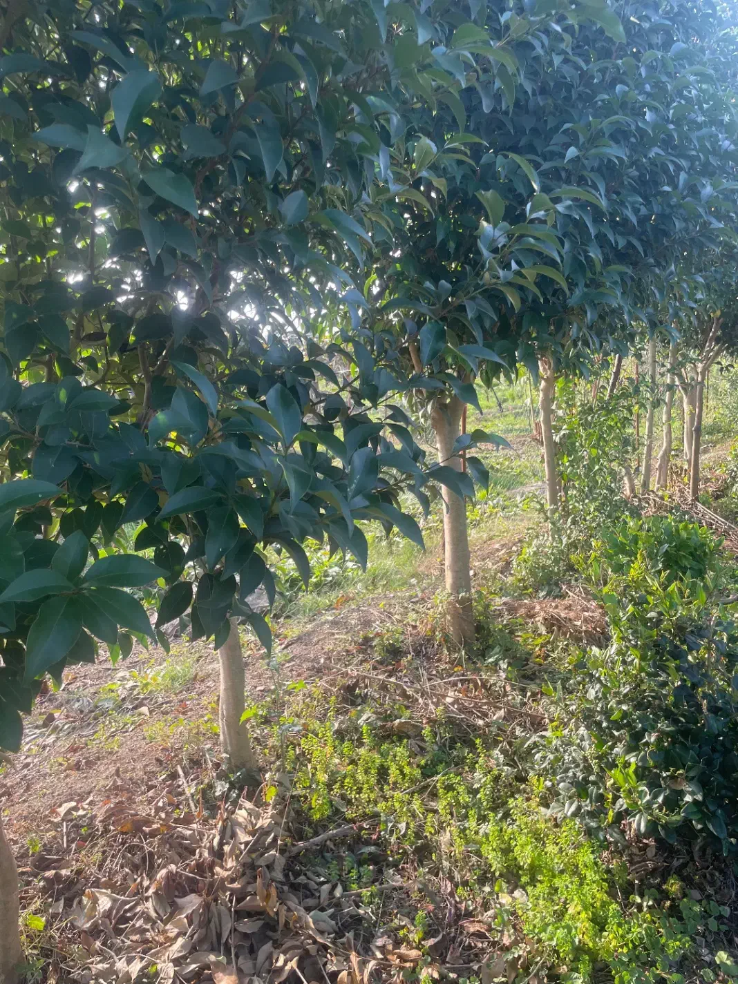 فروش ویژه انواع یاس و برگ نو با قیمت مناسب|گل و گیاه طبیعی|رودسر, |دیوار