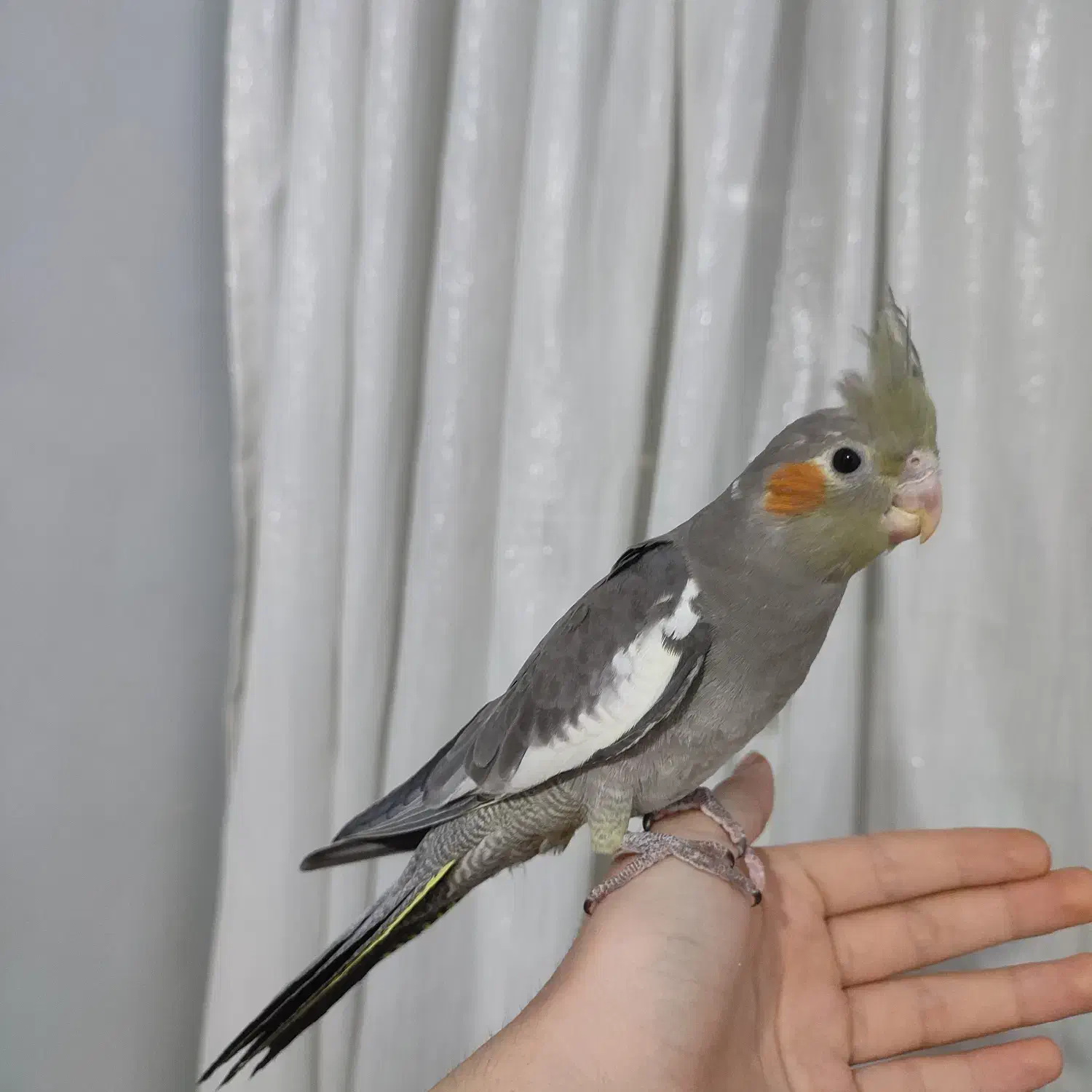 عروس هلندی|پرنده|شهر ری, منصوریه منگل|دیوار