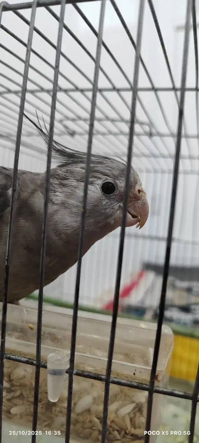 عروس هلندی|پرنده|شهرکرد, |دیوار